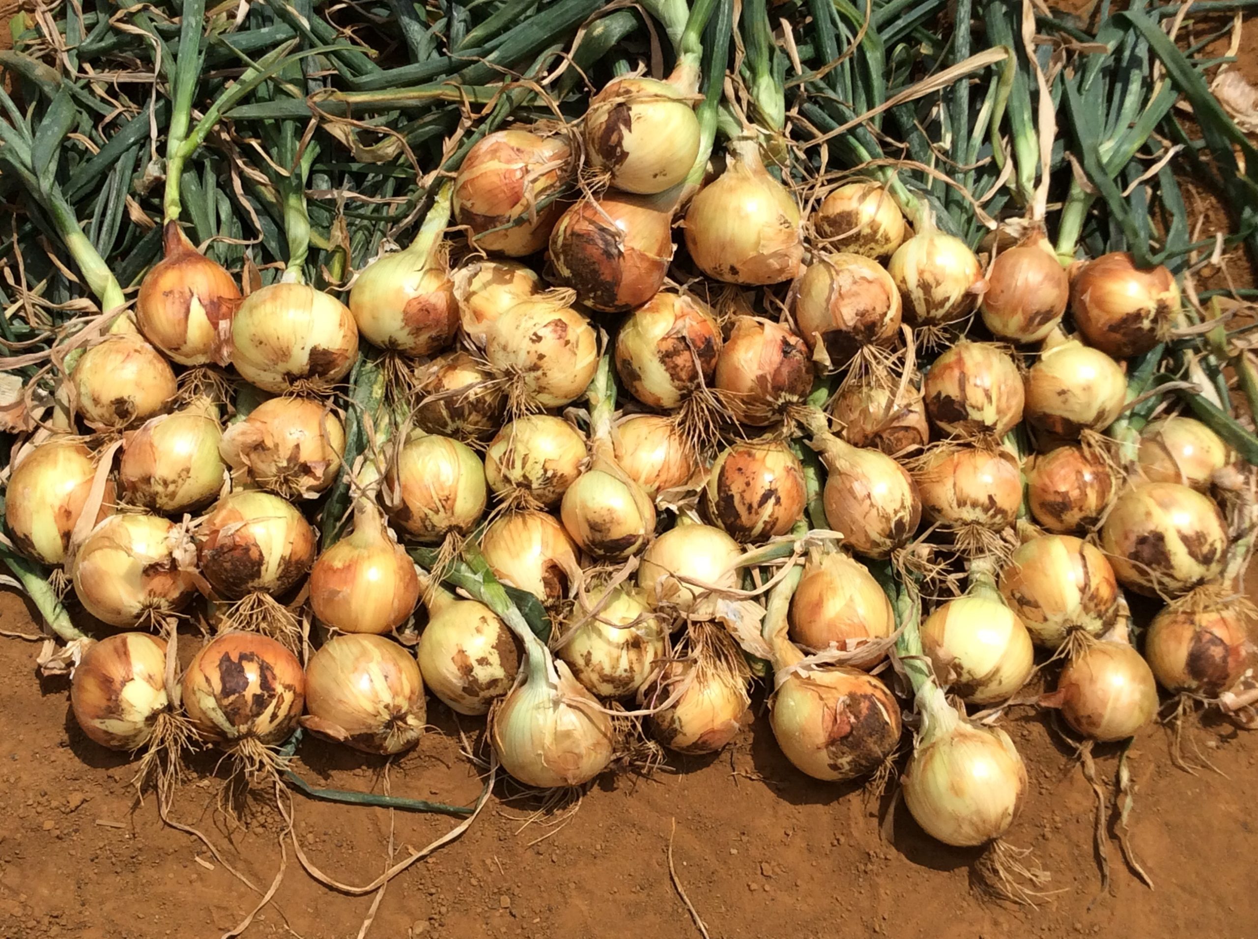 Brazilian Onion Market Overview Magnus Kahl